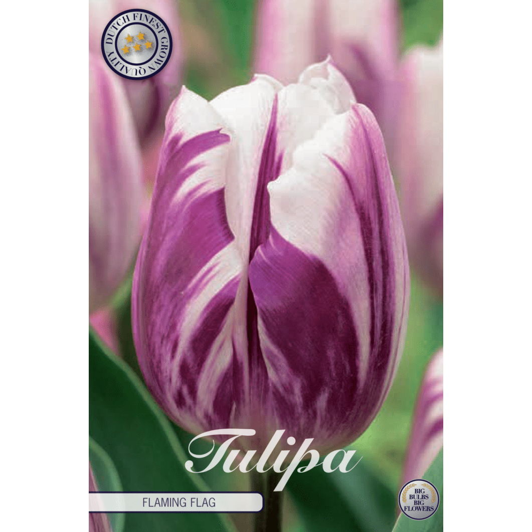 Tulpan Flaming Flag 10-pack